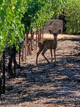 Load image into Gallery viewer, Luncheon with Animal Care Coordinator, Matt Wolfe at Kenwood's Salt & Stone | Value: $200