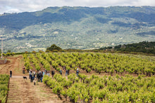 Load image into Gallery viewer, Private Wine & Food Tasting for Four Guests with Winemakers Rob & Laura of Schermeister Winery + Three Bottles of 2018 Scavenger Syrah | Value: $300