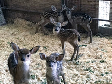 Load image into Gallery viewer, Fund-A-Need: Pen Supplies