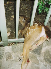 Load image into Gallery viewer, Fund-A-Need: Animal Care Support