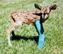 Load image into Gallery viewer, Fund-A-Need: Medical Supplies & Veterinary Care