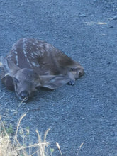 Load image into Gallery viewer, Fund-A-Need: Medical Supplies & Veterinary Care