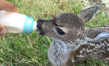 Load image into Gallery viewer, Fund-A-Need: Fawn Formula