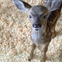 Load image into Gallery viewer, Fund-A-Need: Pen Supplies