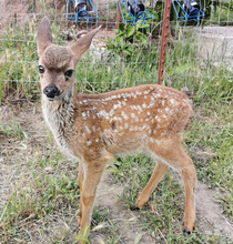 Load image into Gallery viewer, Fund-A-Need: Pen Supplies
