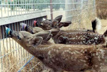 Load image into Gallery viewer, Fund-A-Need: Fawn Formula