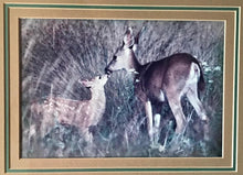 Load image into Gallery viewer, "Doe & Fawn": An Autographed, Framed Richard Jackson Photo | Value $75