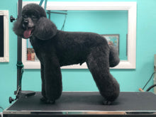 Load image into Gallery viewer, The Perfect Pet Package from Trim & Proper Grooming Parlor | Value: $300