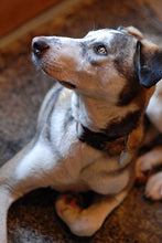 Load image into Gallery viewer, Private Wine & Food Tasting for Four Guests with Winemakers Rob & Laura of Schermeister Winery + Three Bottles of 2018 Scavenger Syrah | Value: $300