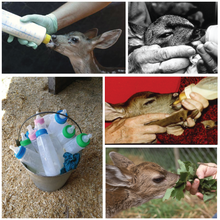Load image into Gallery viewer, Fund-A-Need: Fawn Formula