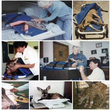 Load image into Gallery viewer, Fund-A-Need: Medical Supplies & Veterinary Care