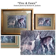 Load image into Gallery viewer, "Doe & Fawn": An Autographed, Framed Richard Jackson Photo | Value $75