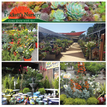 Load image into Gallery viewer, A Gardening Gift Card from Prickett's Nursery | Value: $50