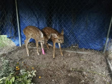 Load image into Gallery viewer, Fund-A-Need: Pen Supplies