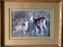 Load image into Gallery viewer, "Doe & Fawn": An Autographed, Framed Richard Jackson Photo | Value $75