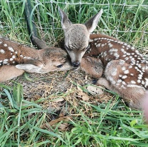 Luncheon with Animal Care Coordinator, Matt Wolfe at Kenwood's Salt & Stone | Value: $200