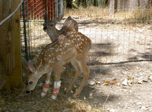 Load image into Gallery viewer, Fund-A-Need: Medical Supplies &amp; Veterinary Care
