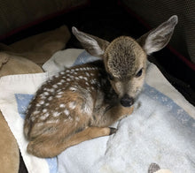 Load image into Gallery viewer, Fund-A-Need: Medical Supplies &amp; Veterinary Care
