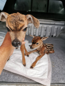 Fund-A-Need: Animal Care Support