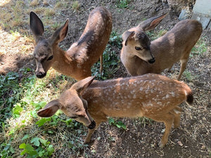 Luncheon with Animal Care Coordinator, Matt Wolfe at Kenwood's Salt & Stone | Value: $200