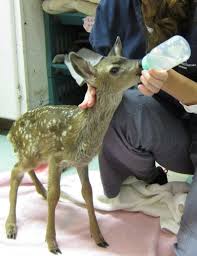 Fund-A-Need: Fawn Formula