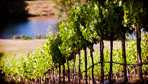 Private Biodynamic Estate Tour and Wine Tasting For Four Guests at Littorai | Value: $240