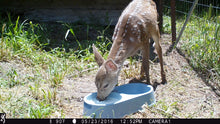 Load image into Gallery viewer, Fund-A-Need: Fawn Formula

