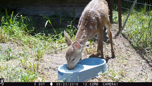 Fund-A-Need: Fawn Formula