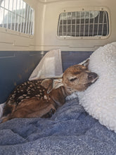 Load image into Gallery viewer, Fund-A-Need: Medical Supplies &amp; Veterinary Care
