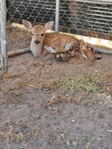 Fund-A-Need: Animal Care Support