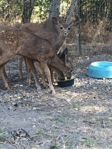 Fund-A-Need: Fawn Formula