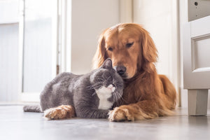A Purrrrrfect Gift For Your Fur Babies at Your Pets Market | Value: $50
