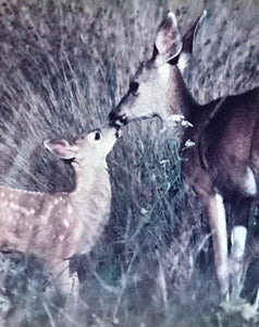 "Doe & Fawn": An Autographed, Framed Richard Jackson Photo | Value $75