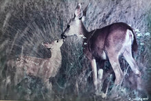Load image into Gallery viewer, &quot;Doe &amp; Fawn&quot;: An Autographed, Framed Richard Jackson Photo | Value $75
