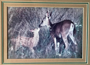"Doe & Fawn": An Autographed, Framed Richard Jackson Photo | Value $75