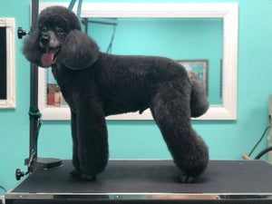 The Perfect Pet Package from Trim & Proper Grooming Parlor | Value: $300