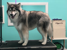 Load image into Gallery viewer, The Perfect Pet Package from Trim &amp; Proper Grooming Parlor | Value: $300
