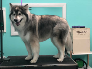 The Perfect Pet Package from Trim & Proper Grooming Parlor | Value: $300