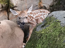 Load image into Gallery viewer, Fund-A-Need: Animal Care Support
