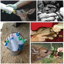 Load image into Gallery viewer, Fund-A-Need: Fawn Formula

