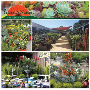A Gardening Gift Card from Prickett's Nursery | Value: $50