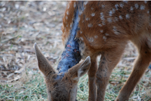 Load image into Gallery viewer, Fund-A-Need: Medical Supplies &amp; Veterinary Care
