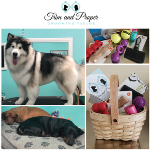 The Perfect Pet Package from Trim & Proper Grooming Parlor | Value: $300