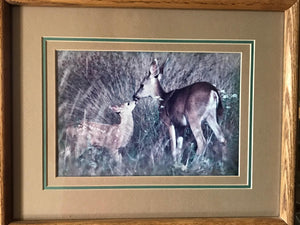 "Doe & Fawn": An Autographed, Framed Richard Jackson Photo | Value $75